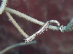 pipehorse at treehouse, Roatan by Anja Garrido Barnet 